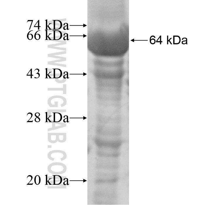 DHX32 fusion protein Ag13834 SDS-PAGE