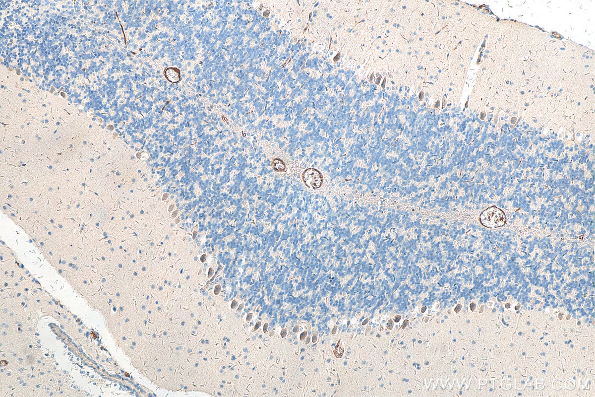 IHC staining of mouse cerebellum using 24923-1-AP