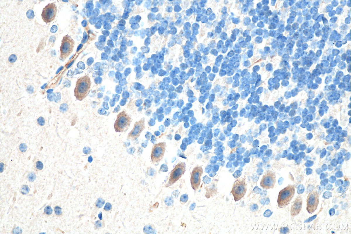 Immunohistochemistry (IHC) staining of mouse cerebellum tissue using DHX35 Polyclonal antibody (24923-1-AP)