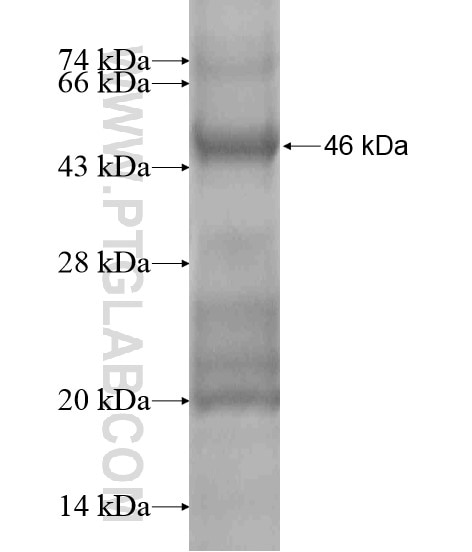DHX35 fusion protein Ag20693 SDS-PAGE