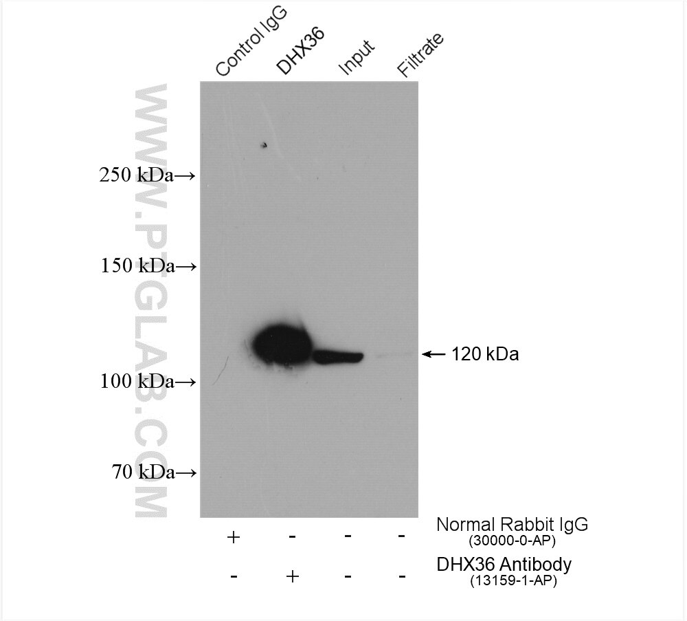 Immunoprecipitation (IP) experiment of A431 cells using DHX36 Polyclonal antibody (13159-1-AP)
