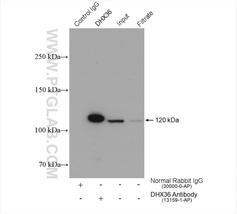 Immunoprecipitation (IP) experiment of PC-3 cells using DHX36 Polyclonal antibody (13159-1-AP)
