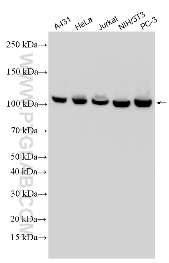 Western Blot (WB) analysis of various lysates using DHX36 Polyclonal antibody (13159-1-AP)