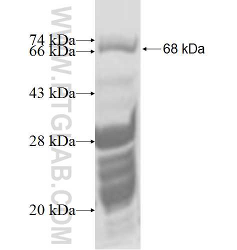 DHX36 fusion protein Ag3799 SDS-PAGE