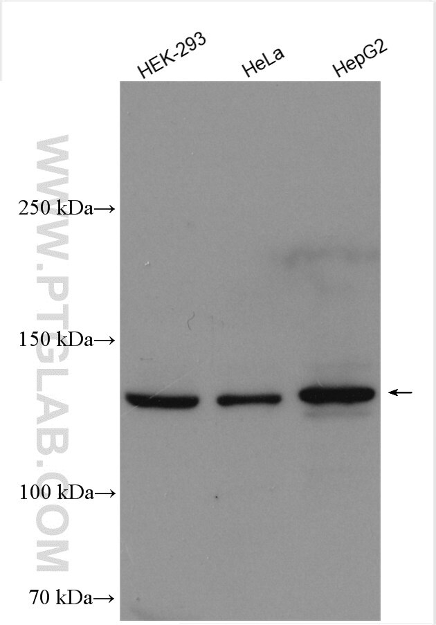 Western Blot (WB) analysis of various lysates using DHX37 Polyclonal antibody (29741-1-AP)