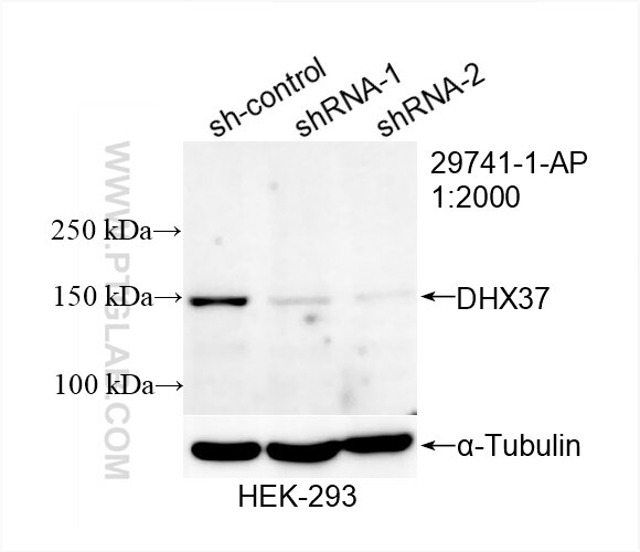 WB analysis of HEK-293 using 29741-1-AP