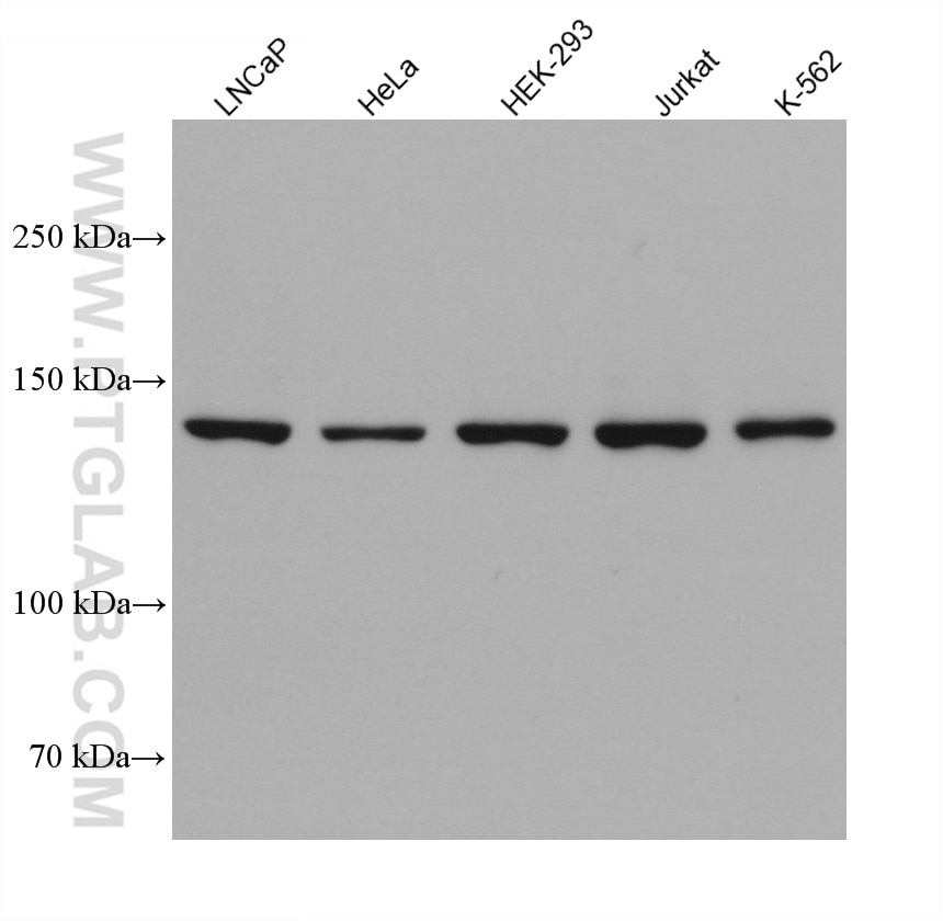 Western Blot (WB) analysis of various lysates using DHX37 Monoclonal antibody (67853-1-Ig)