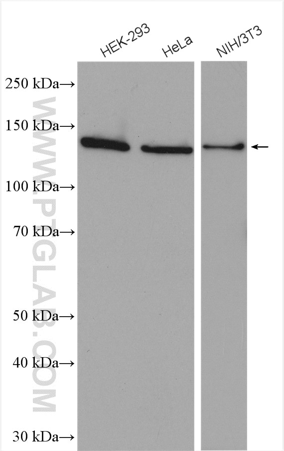 Western Blot (WB) analysis of various lysates using DHX38 Polyclonal antibody (10098-2-AP)