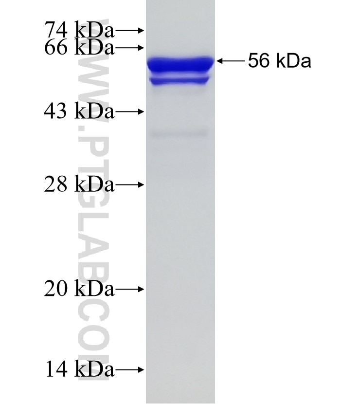 DHX38 fusion protein Ag0144 SDS-PAGE