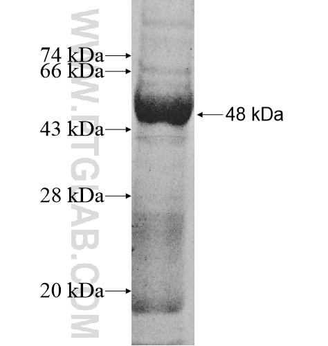 DHX40 fusion protein Ag10823 SDS-PAGE