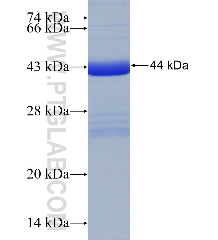 DHX58 fusion protein Ag30760 SDS-PAGE