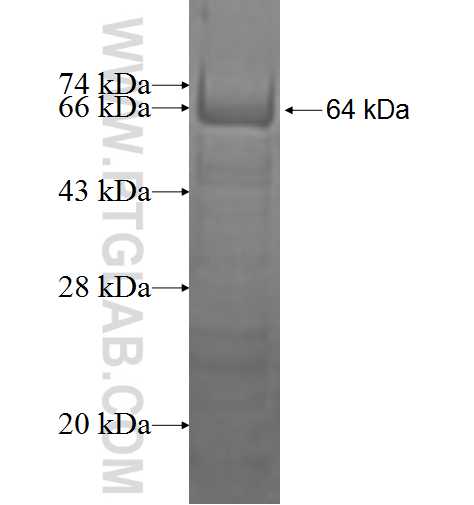 DHX58 fusion protein Ag1910 SDS-PAGE