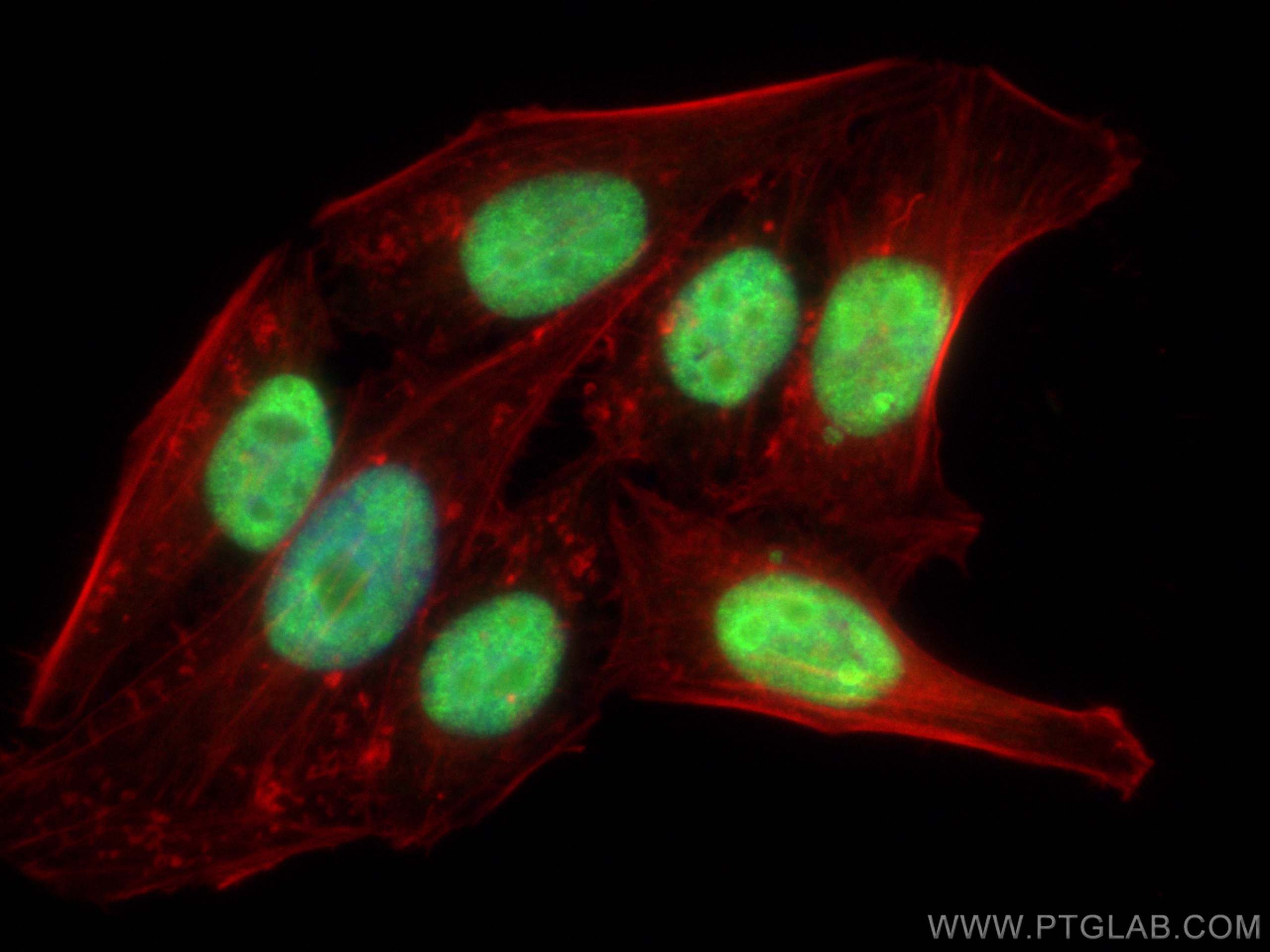 Immunofluorescence (IF) / fluorescent staining of HepG2 cells using DHX9 Polyclonal antibody (17721-1-AP)