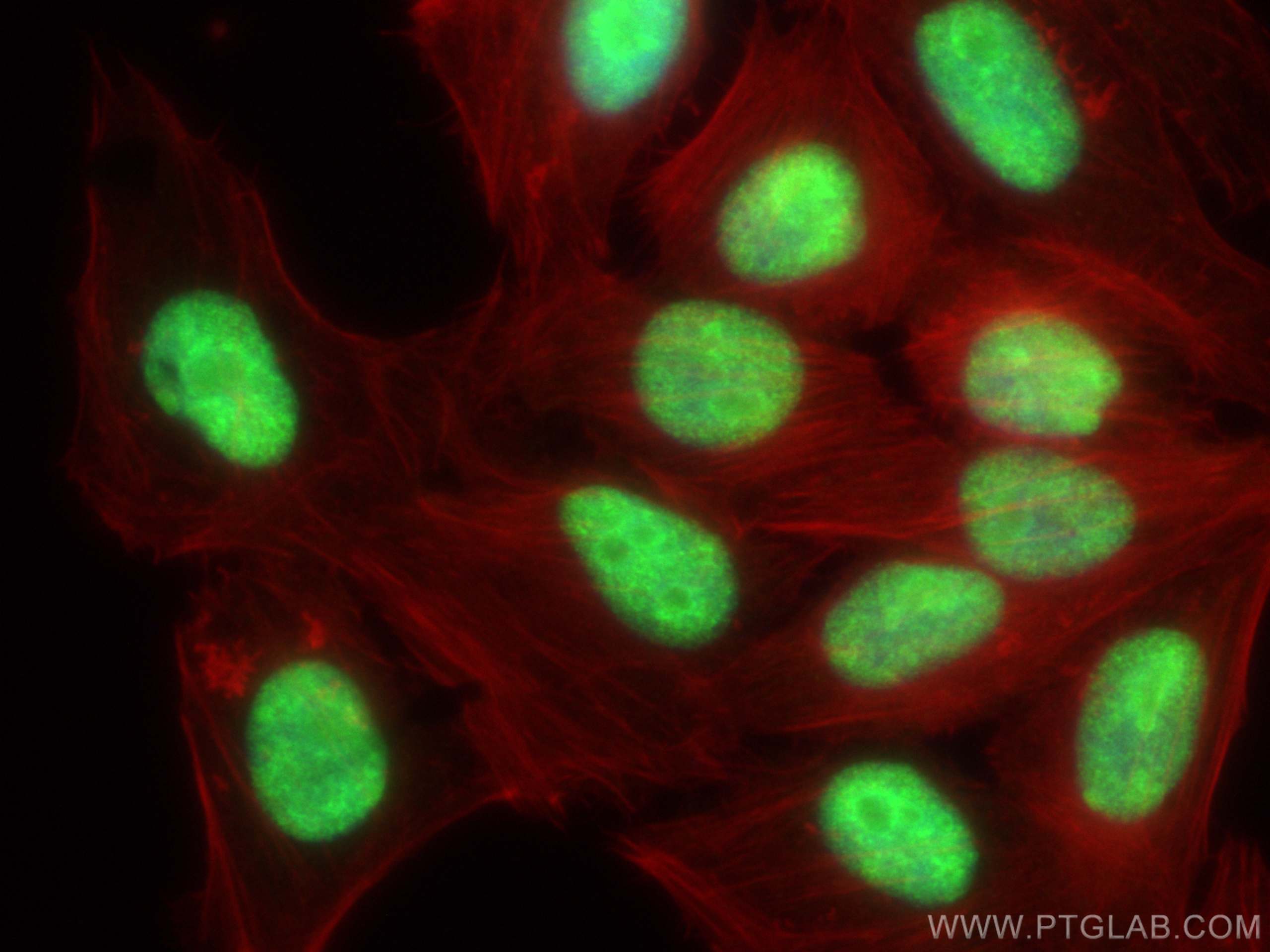 Immunofluorescence (IF) / fluorescent staining of HepG2 cells using DHX9 Polyclonal antibody (17721-1-AP)