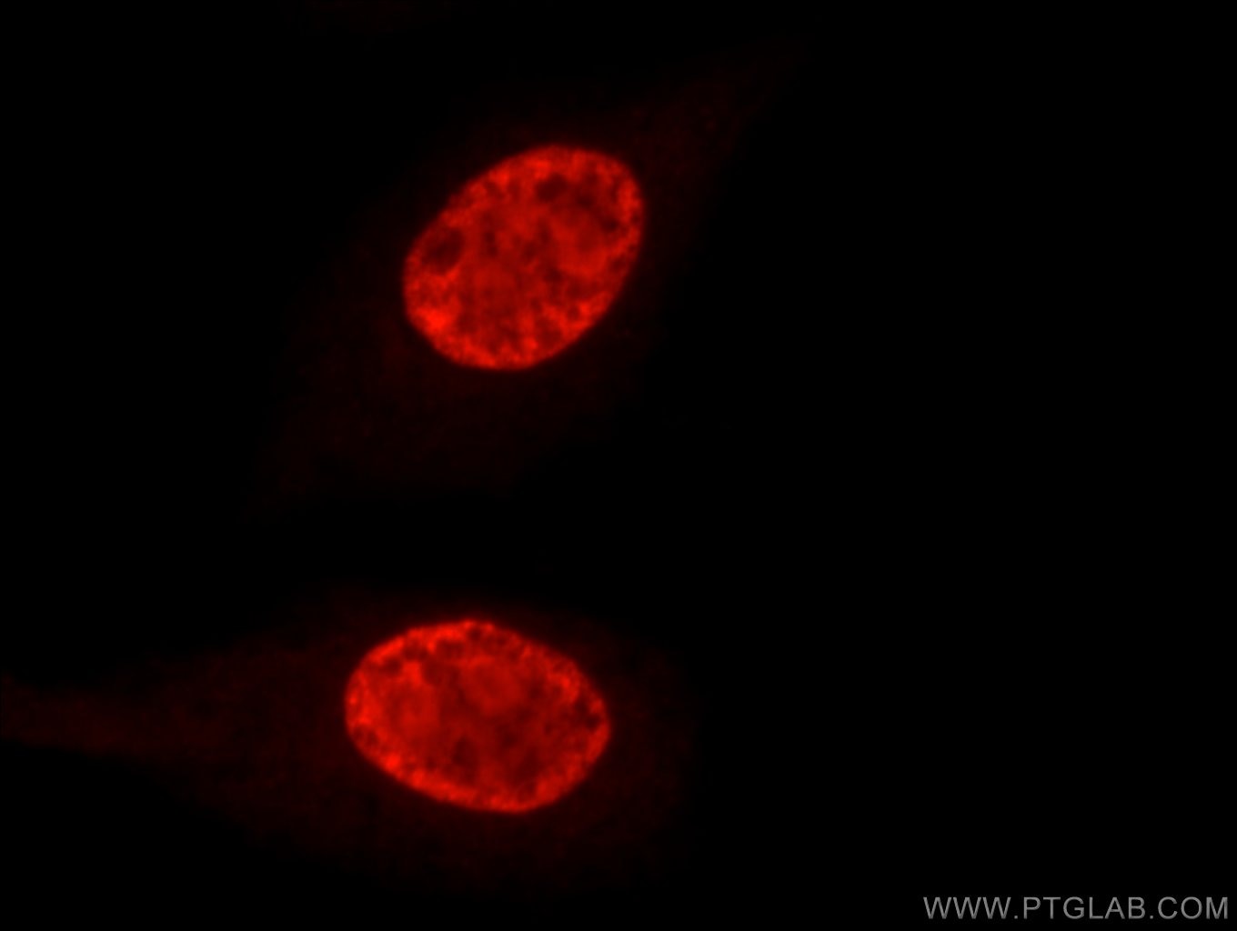 Immunofluorescence (IF) / fluorescent staining of HepG2 cells using DHX9 Polyclonal antibody (17721-1-AP)