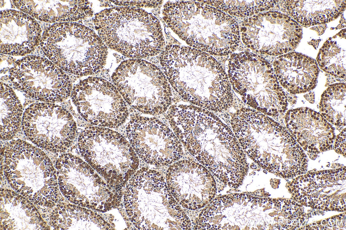 IHC staining of mouse testis using 17721-1-AP