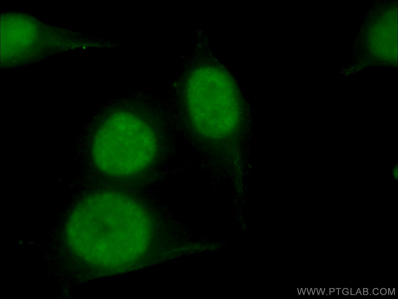 Immunofluorescence (IF) / fluorescent staining of HepG2 cells using DHX9 Monoclonal antibody (67153-1-Ig)