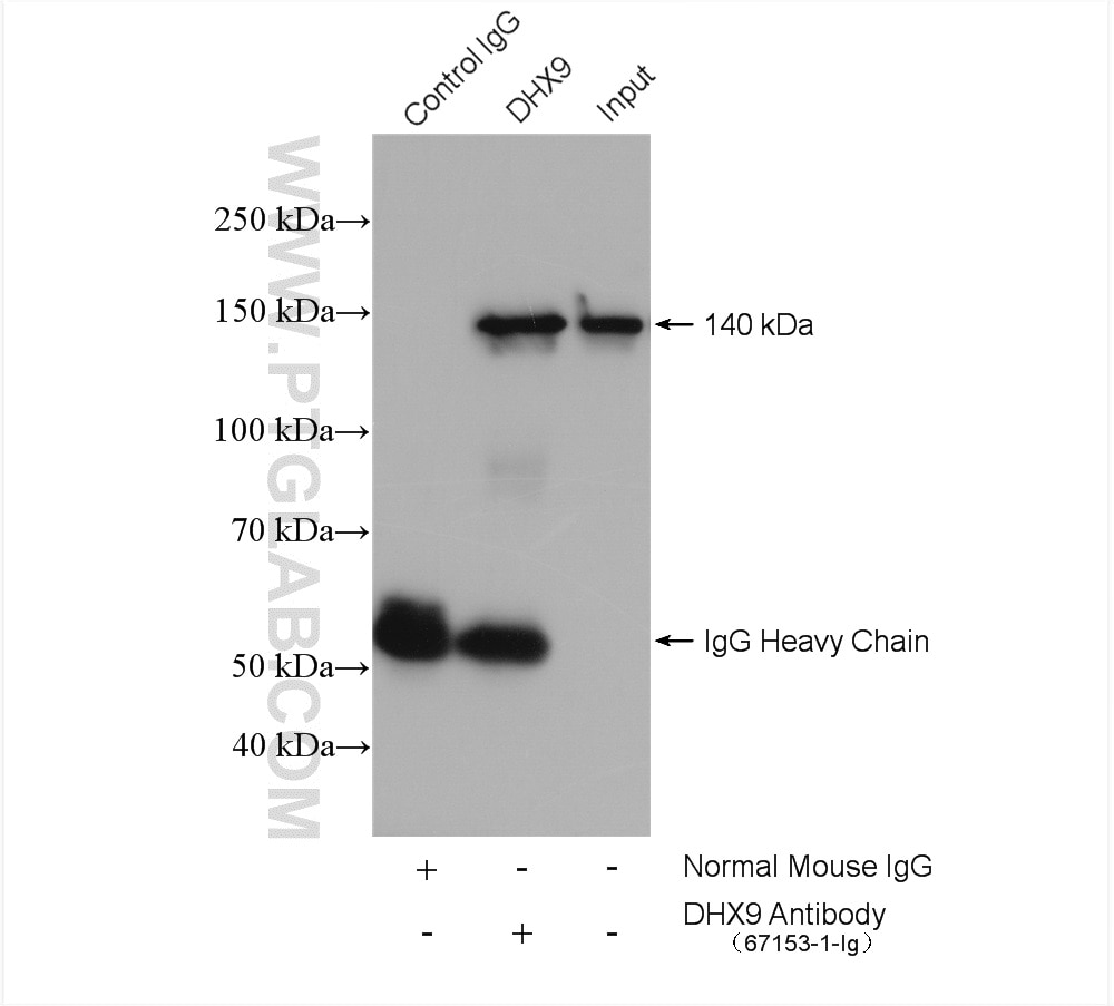 Immunoprecipitation (IP) experiment of HeLa cells using DHX9 Monoclonal antibody (67153-1-Ig)