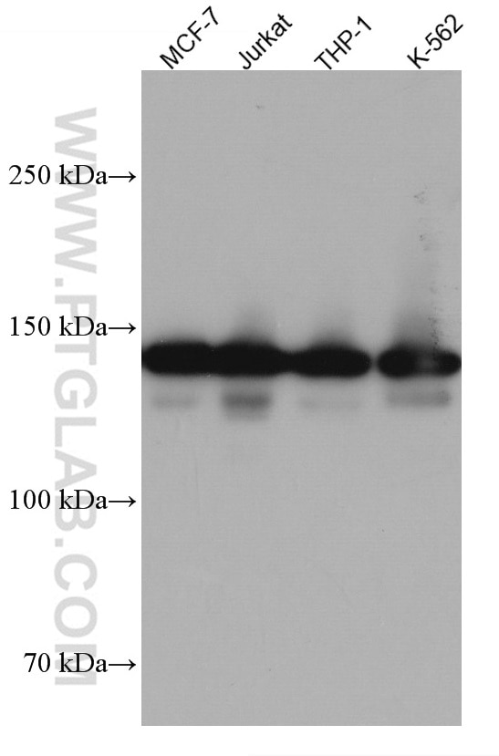 Western Blot (WB) analysis of various lysates using DHX9 Monoclonal antibody (67153-1-Ig)