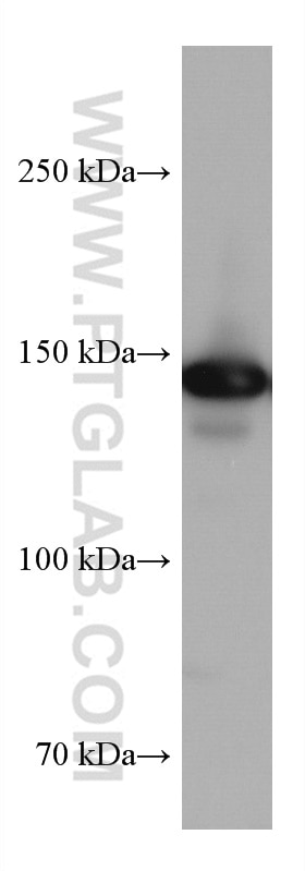 WB analysis of HEK-293 using 67153-1-Ig