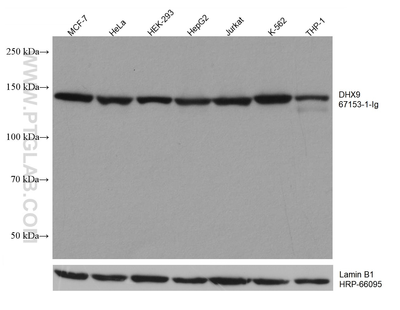 Western Blot (WB) analysis of various lysates using DHX9 Monoclonal antibody (67153-1-Ig)