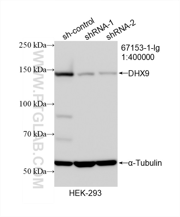 Western Blot (WB) analysis of HEK-293 cells using DHX9 Monoclonal antibody (67153-1-Ig)