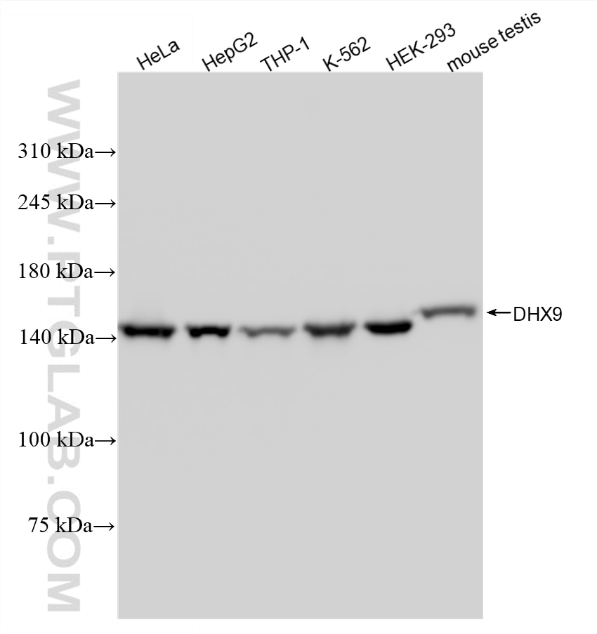 WB analysis using 88165-1-RR (same clone as 88165-1-PBS) Western Blot (WB) analysis of various lysates using DHX9 Recombinant monoclonal antibody (88165-1-RR)
