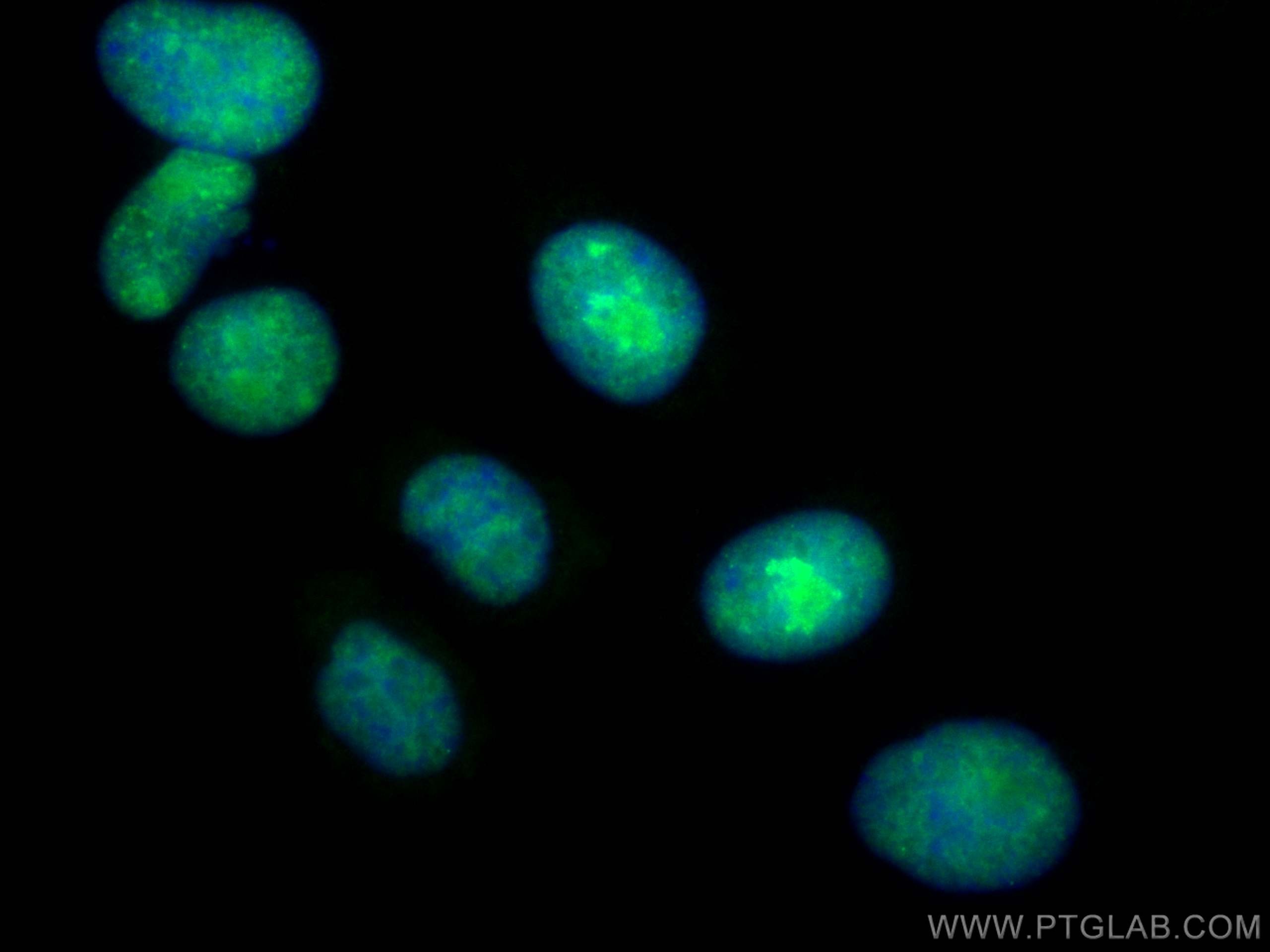 Immunofluorescence (IF) / fluorescent staining of HepG2 cells using CoraLite® Plus 488-conjugated DHX9 Monoclonal anti (CL488-67153)