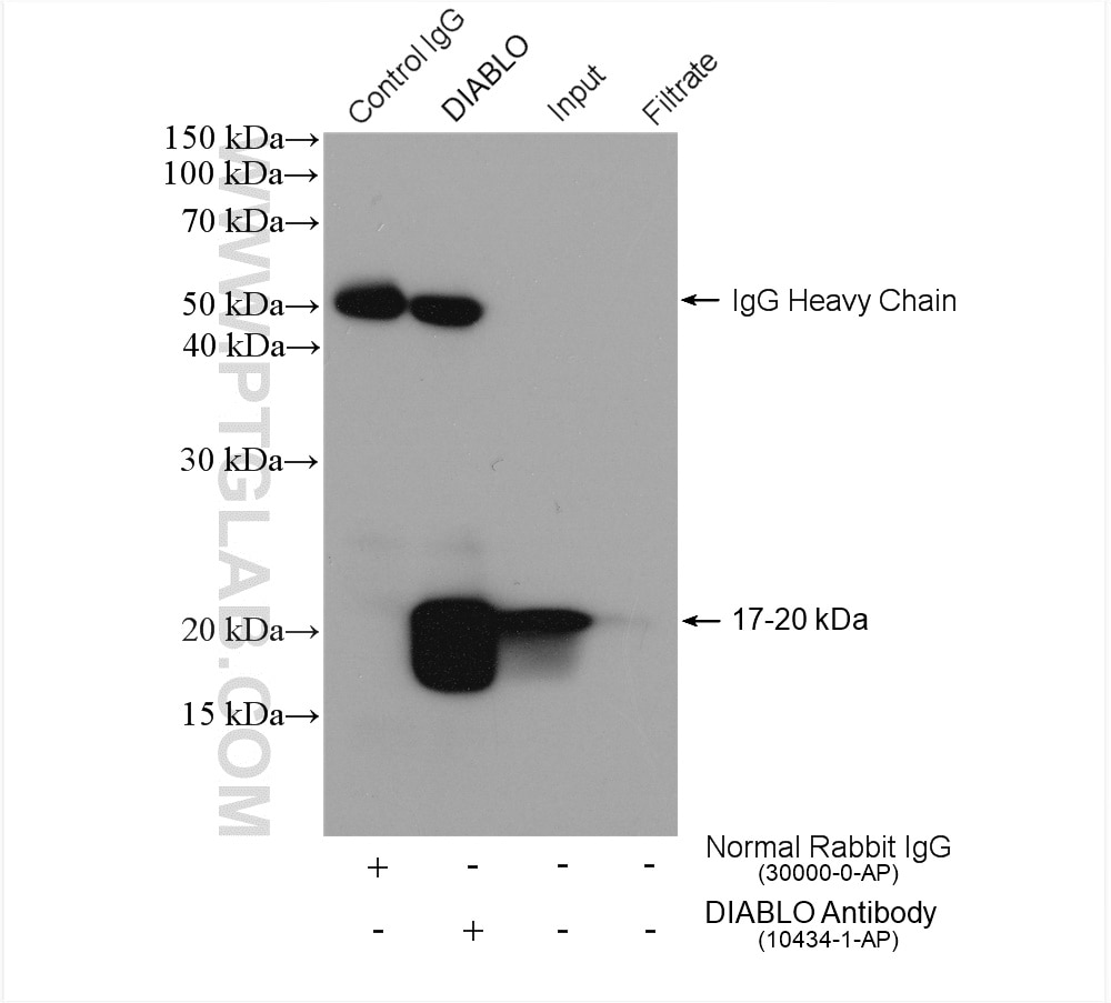 Immunoprecipitation (IP) experiment of HepG2 cells using DIABLO Polyclonal antibody (10434-1-AP)