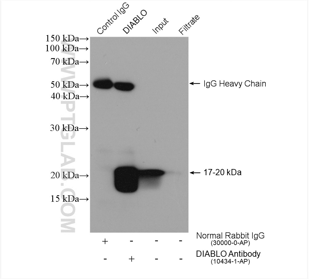 IP experiment of HepG2 using 10434-1-AP