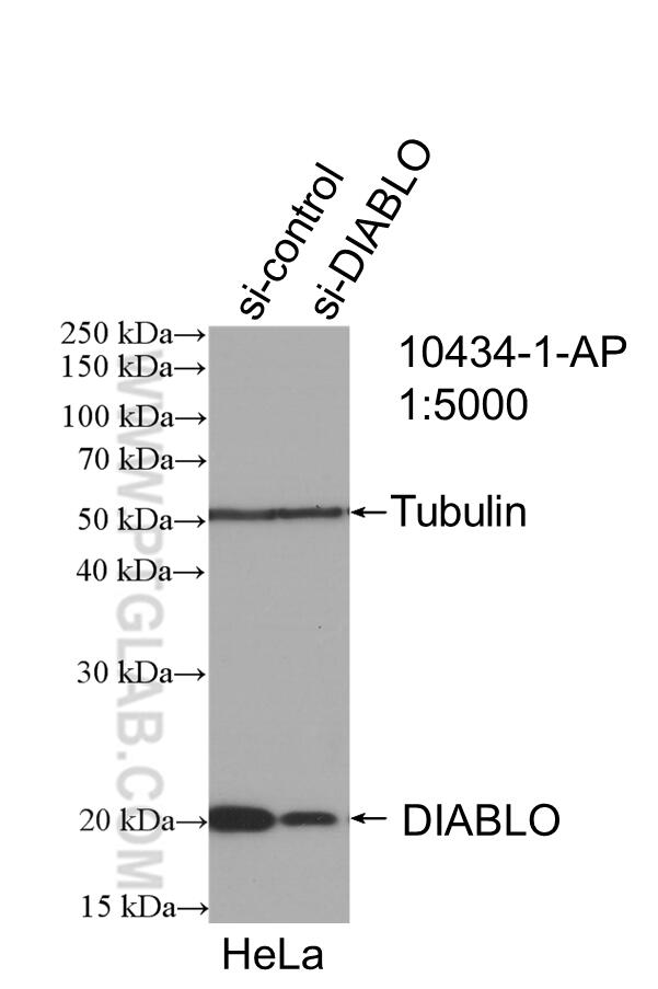 Western Blot (WB) analysis of HeLa cells using DIABLO Polyclonal antibody (10434-1-AP)