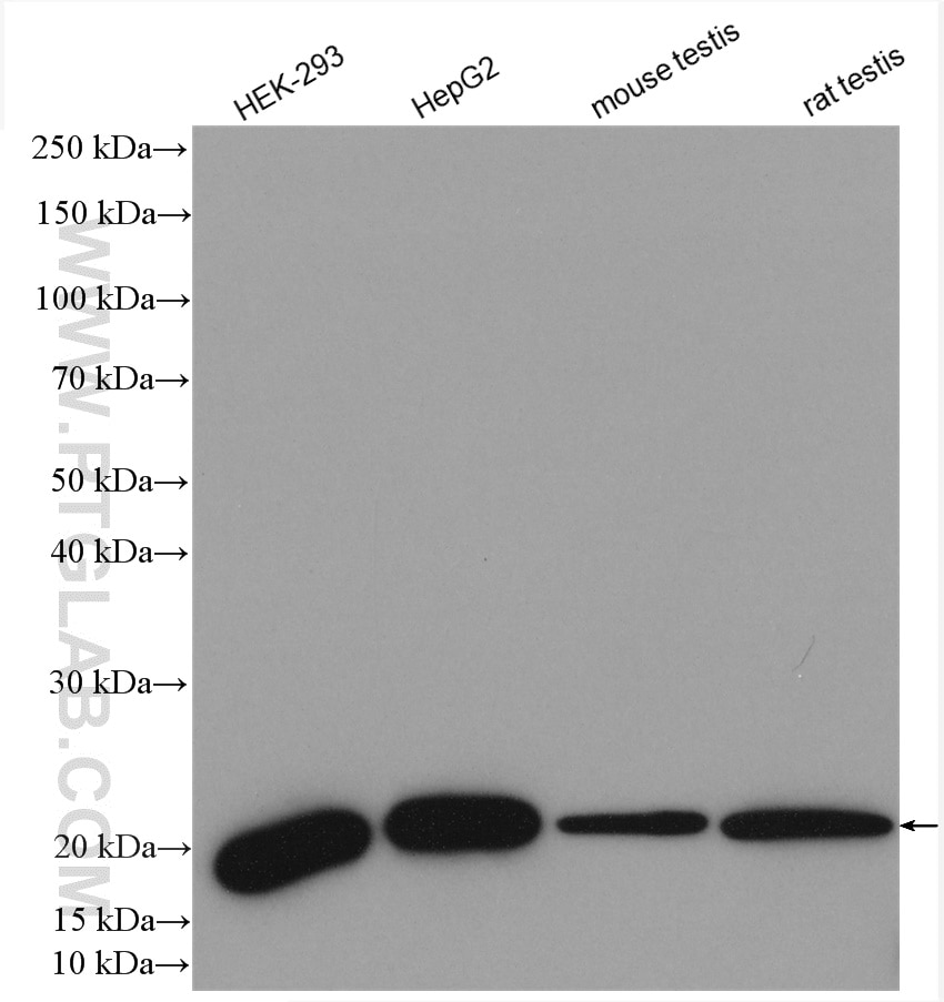 Western Blot (WB) analysis of various lysates using DIABLO Polyclonal antibody (10434-1-AP)