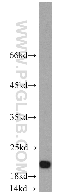 DIABLO Polyclonal antibody