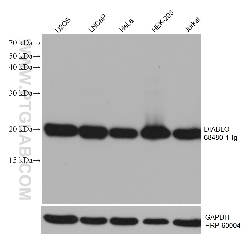 Western Blot (WB) analysis of various lysates using DIABLO Monoclonal antibody (68480-1-Ig)