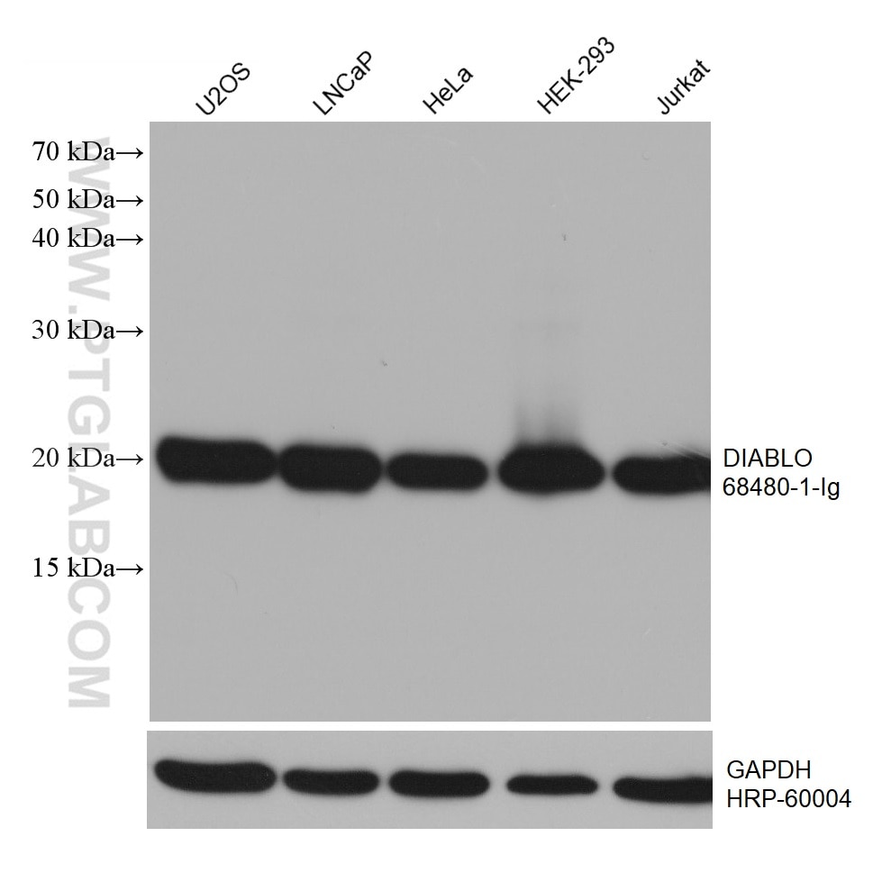 WB analysis using 68480-1-Ig