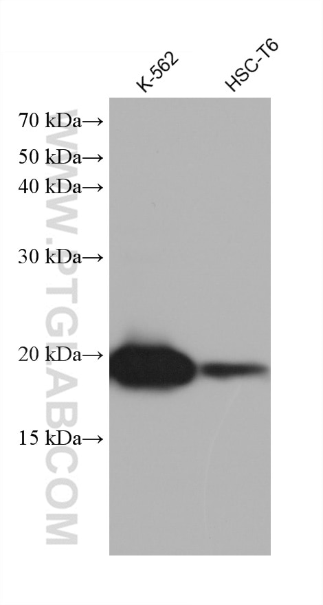 Western Blot (WB) analysis of various lysates using DIABLO Monoclonal antibody (68480-1-Ig)