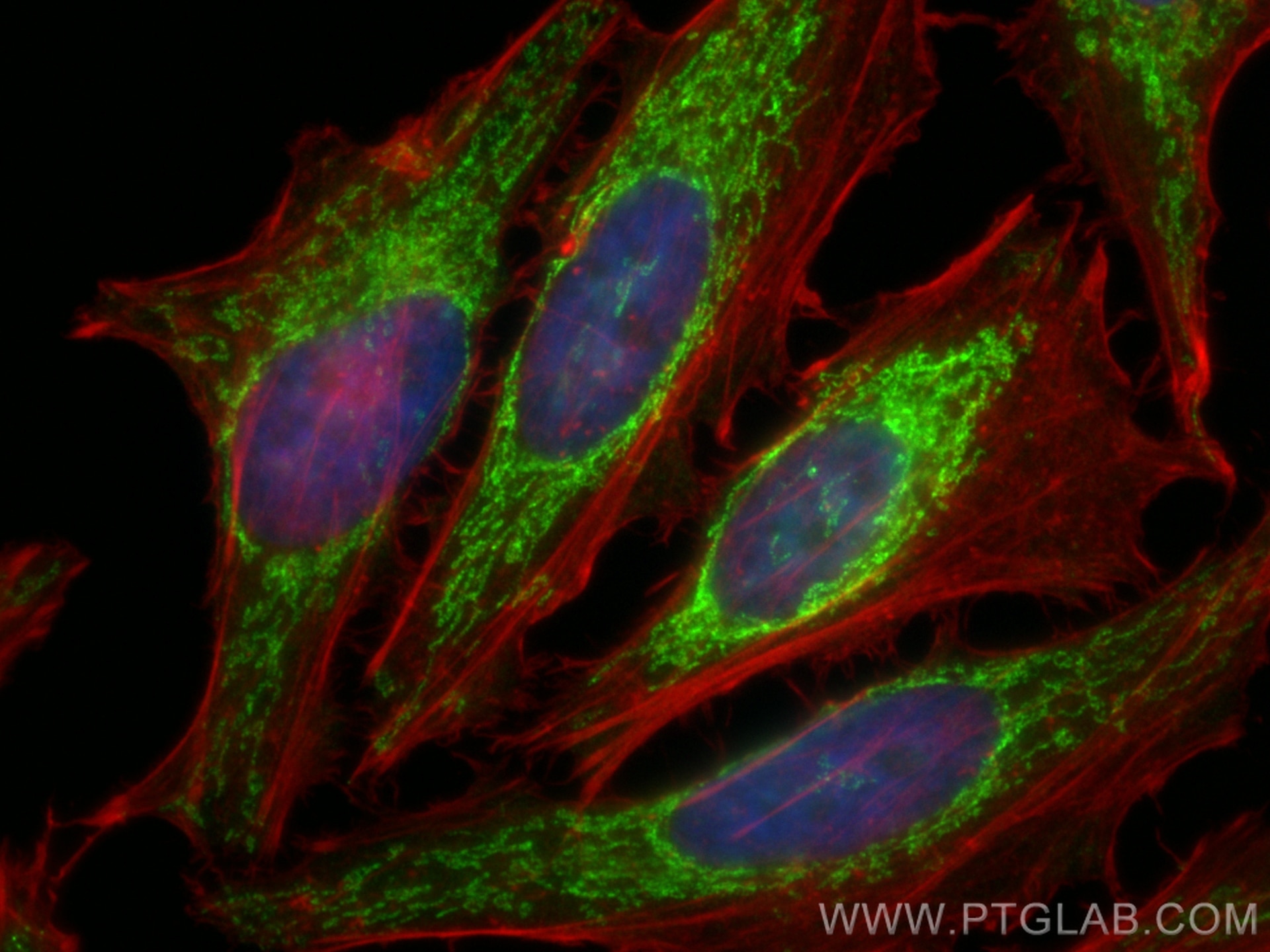 Immunofluorescence (IF) / fluorescent staining of HeLa cells using CoraLite® Plus 488-conjugated Smac/DIABLO Polyclon (CL488-10434)