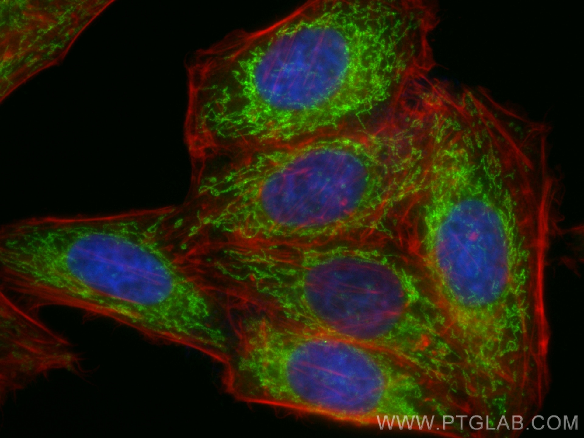 Immunofluorescence (IF) / fluorescent staining of HepG2 cells using CoraLite® Plus 488-conjugated Smac/DIABLO Polyclon (CL488-10434)