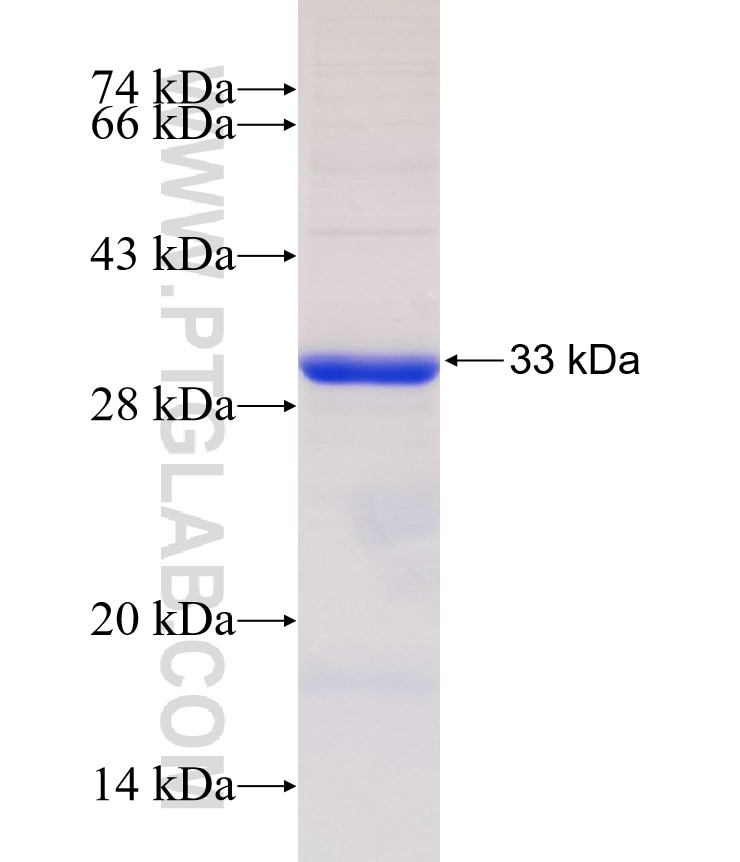 DIABLO fusion protein Ag32774 SDS-PAGE