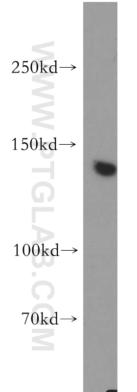 WB analysis of COS-7 using 20624-1-AP