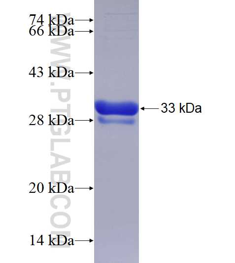 DIAP1 fusion protein Ag14523 SDS-PAGE