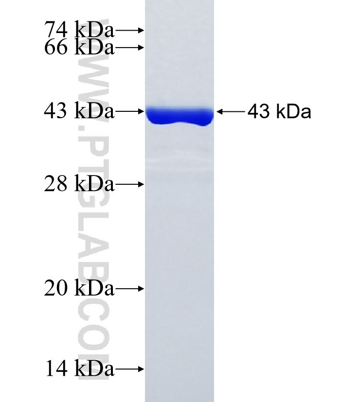 DIAPH2 fusion protein Ag35280 SDS-PAGE