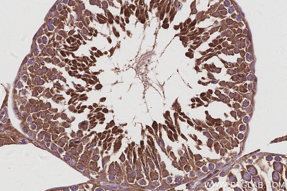 Immunohistochemistry (IHC) staining of rat testis tissue using DIAPH3 Polyclonal antibody (14342-1-AP)