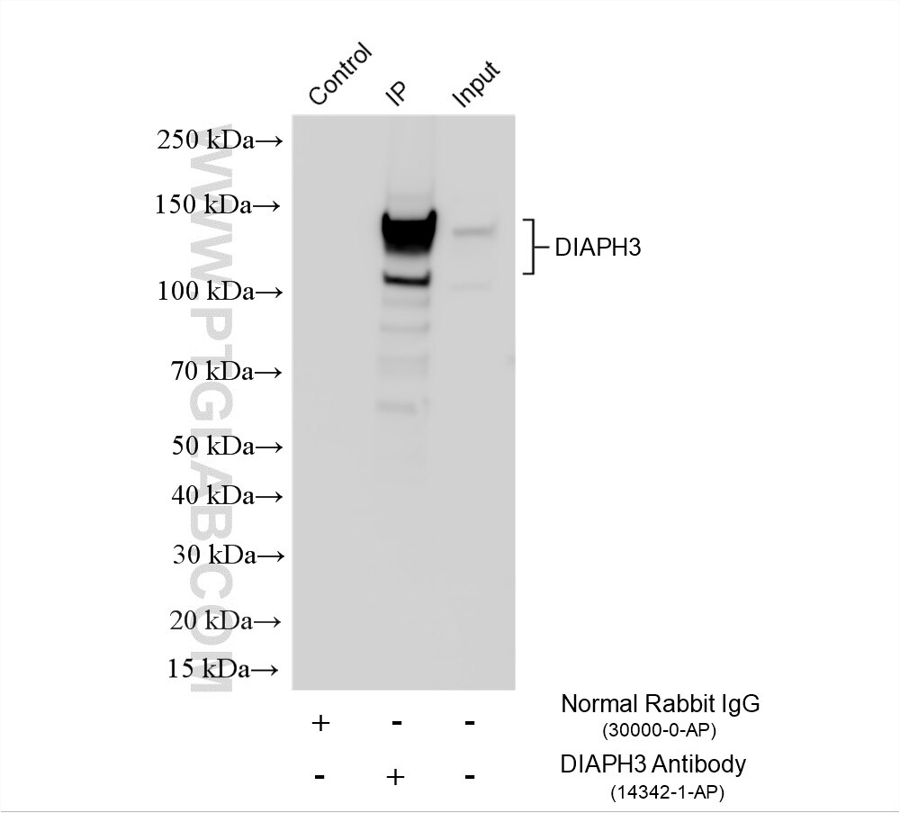 IP experiment of HeLa using 14342-1-AP (same clone as 14342-1-PBS) Immunoprecipitation (IP) experiment of HeLa cells using DIAPH3 Polyclonal antibody (14342-1-AP)