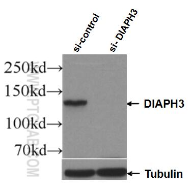 Western Blot (WB) analysis of HEK-293 cells using DIAPH3 Polyclonal antibody (14342-1-AP)