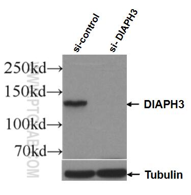 WB analysis of HEK-293 using 14342-1-AP