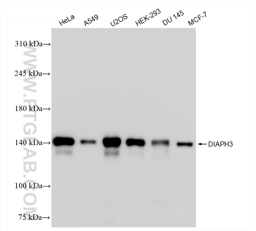 Western Blot (WB) analysis of various lysates using DIAPH3 Recombinant antibody (85701-1-RR)