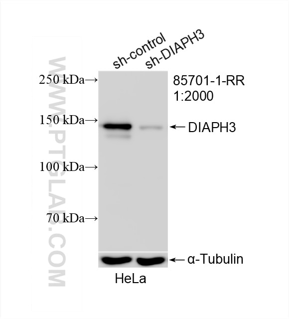 Western Blot (WB) analysis of HeLa cells using DIAPH3 Recombinant antibody (85701-1-RR)