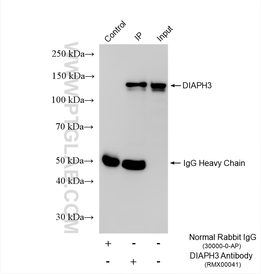 Immunoprecipitation (IP) experiment of HeLa cells using Multi-rAb® DIAPH3 Multi-Recombinant antibody (RMX00041)