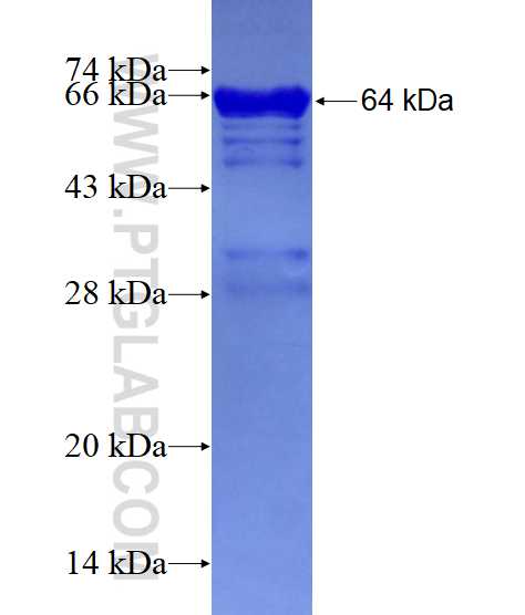 DIAPH3 fusion protein Ag5656 SDS-PAGE